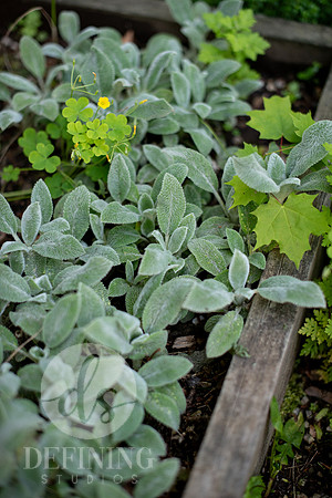 Pardee-Morris_Garden_14