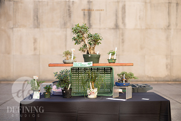 Bonsai_and_Brew_005