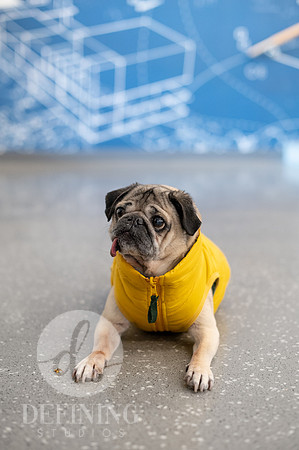 Doug_The_Pug_072