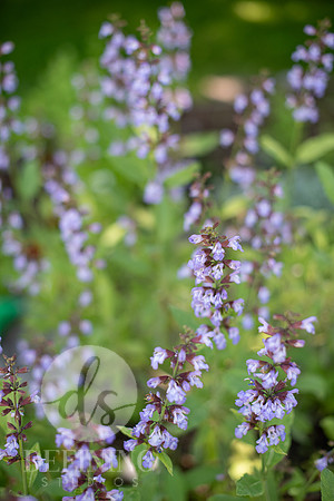Pardee-Morris_Garden_02