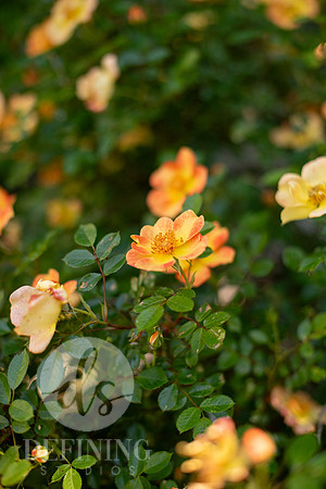 Pardee-Morris_Garden_08