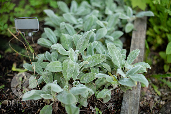 Pardee-Morris_Garden_12