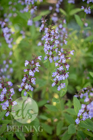Pardee-Morris_Garden_01