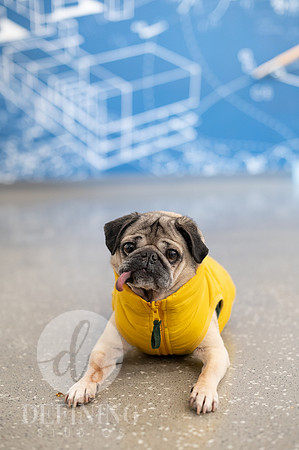 Doug_The_Pug_074