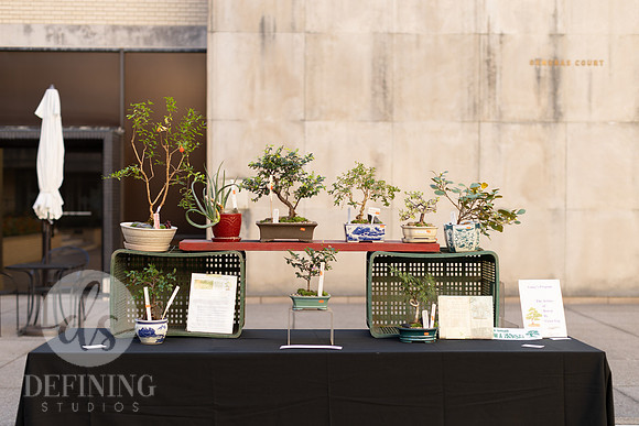 Bonsai_and_Brew_004