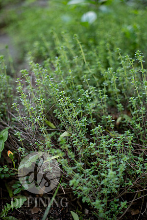 Pardee-Morris_Garden_10