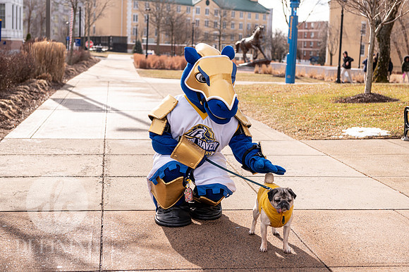 Doug_The_Pug_061