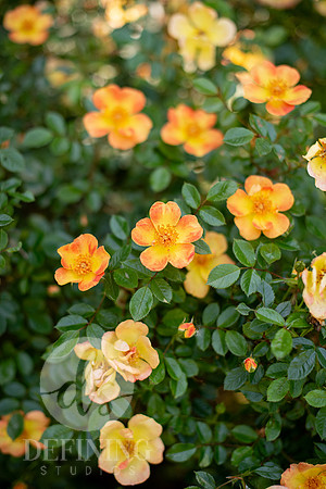 Pardee-Morris_Garden_07