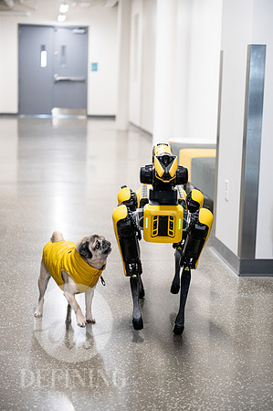 Doug_The_Pug_094