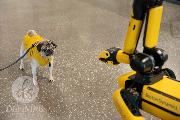 Doug_The_Pug_086