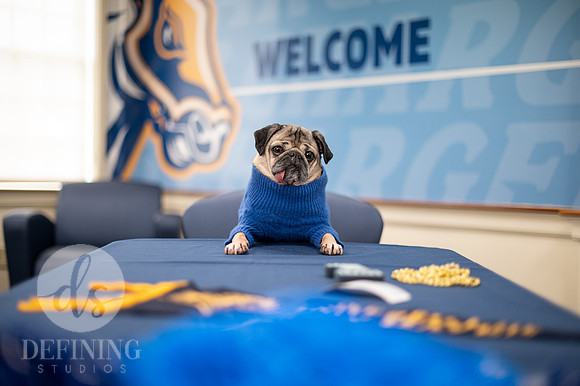 Doug_The_Pug_004