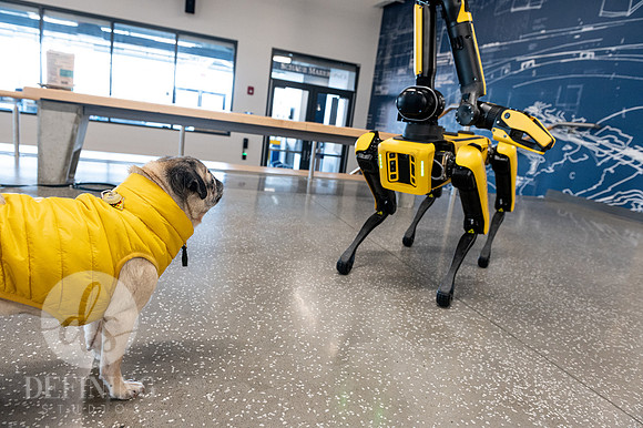 Doug_The_Pug_098
