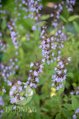 Pardee-Morris_Garden_03