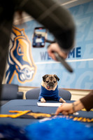 Doug_The_Pug_010