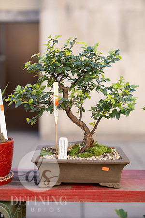 Bonsai_and_Brew_008