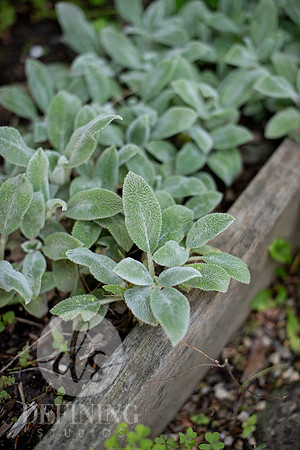 Pardee-Morris_Garden_13