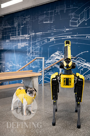 Doug_The_Pug_096