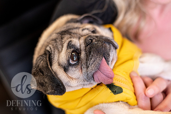 Doug_The_Pug_123