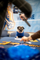 Doug_The_Pug_009