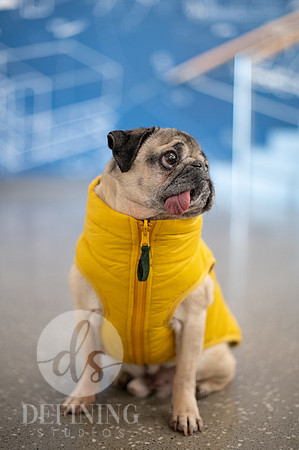 Doug_The_Pug_081