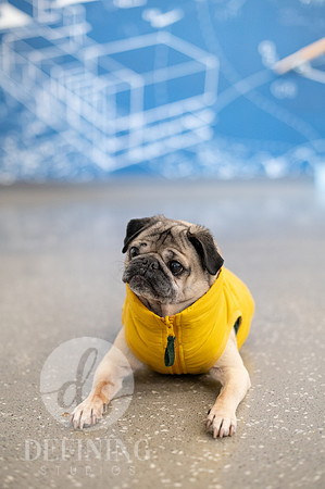 Doug_The_Pug_075
