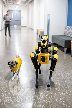 Doug_The_Pug_095