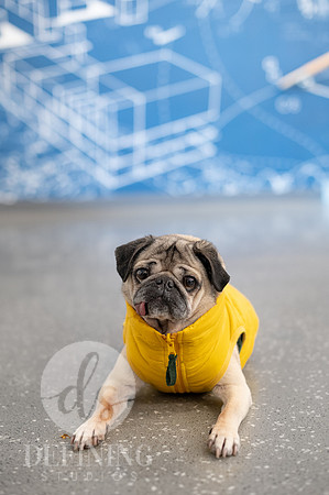 Doug_The_Pug_073