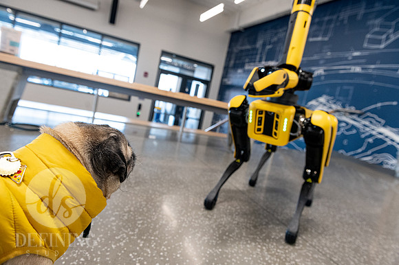 Doug_The_Pug_100