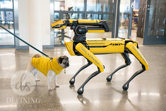 Doug_The_Pug_084