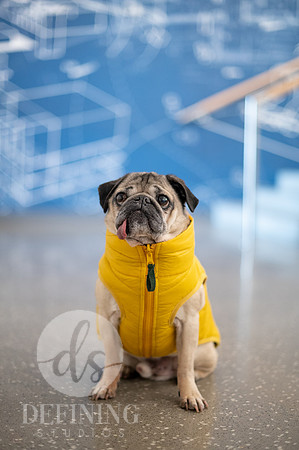 Doug_The_Pug_079
